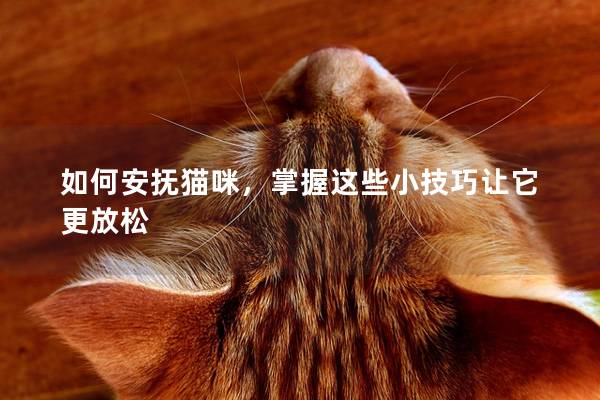 如何安抚猫咪，掌握这些小技巧让它更放松