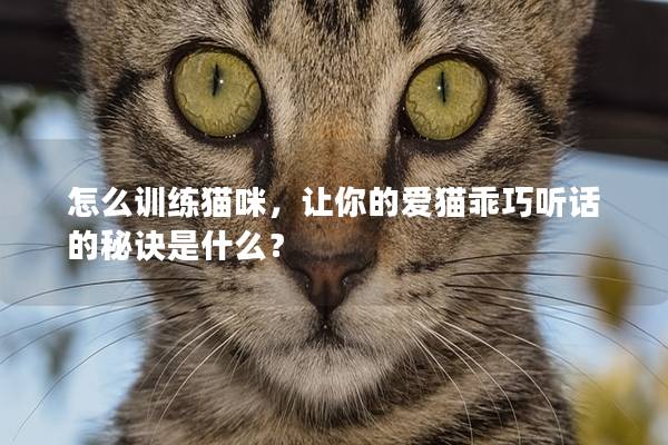 怎么训练猫咪，让你的爱猫乖巧听话的秘诀是什么？