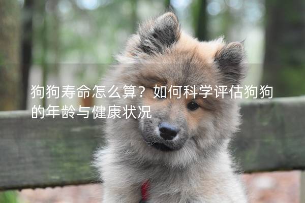 狗狗寿命怎么算？如何科学评估狗狗的年龄与健康状况