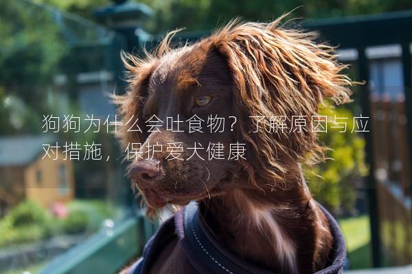 狗狗为什么会吐食物？了解原因与应对措施，保护爱犬健康