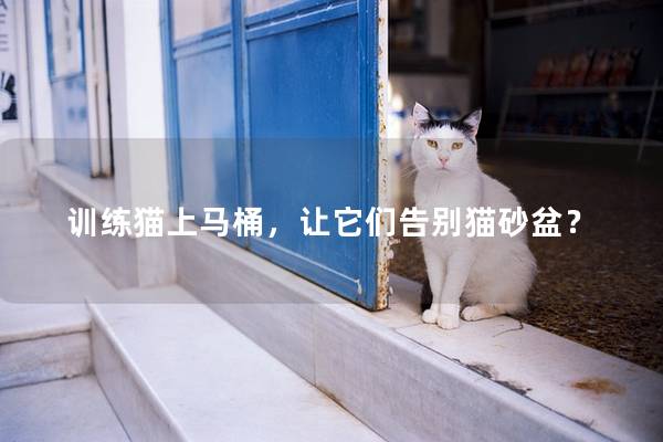 训练猫上马桶，让它们告别猫砂盆？