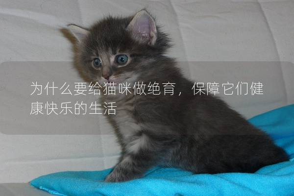 为什么要给猫咪做绝育，保障它们健康快乐的生活