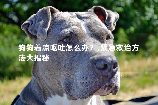 狗狗着凉呕吐怎么办？,紧急救治方法大揭秘