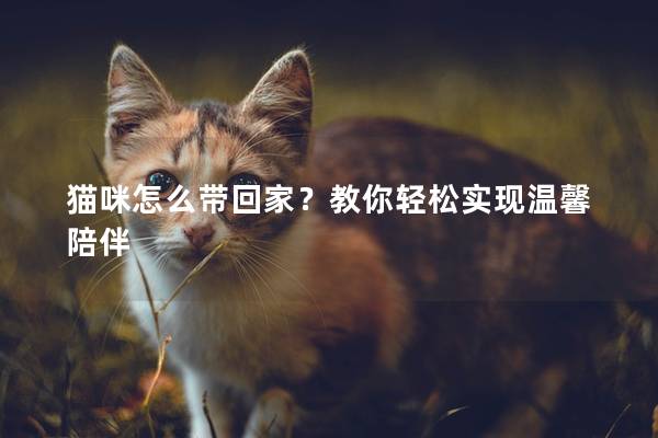 猫咪怎么带回家？教你轻松实现温馨陪伴