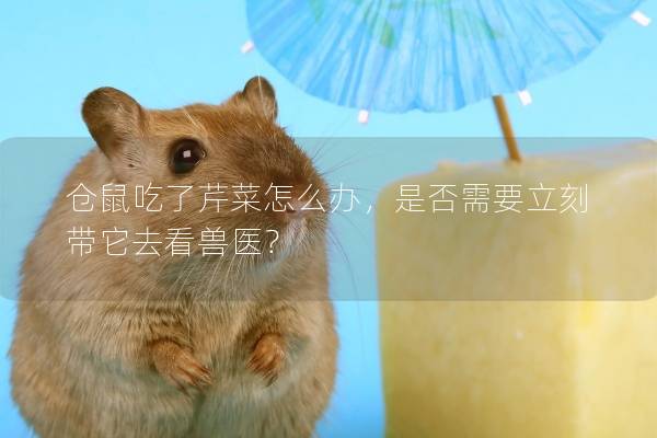 仓鼠吃了芹菜怎么办,是否需要立刻带它去看兽医? 仓鼠吃了芹菜怎么办,是否需要立刻带它去看兽医?