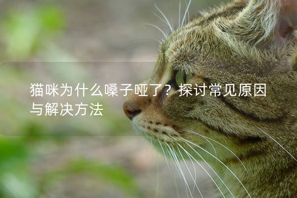 猫咪为什么嗓子哑了？探讨常见原因与解决方法