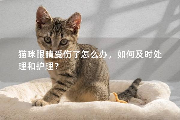 猫咪眼睛受伤了怎么办，如何及时处理和护理？