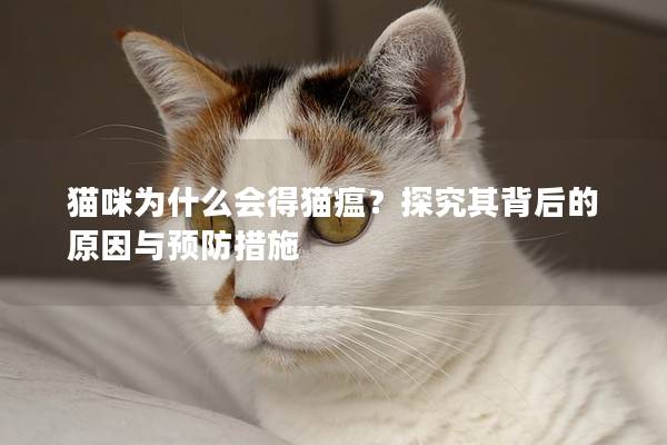 猫咪为什么会得猫瘟？探究其背后的原因与预防措施