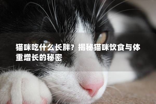 猫咪吃什么长胖？揭秘猫咪饮食与体重增长的秘密