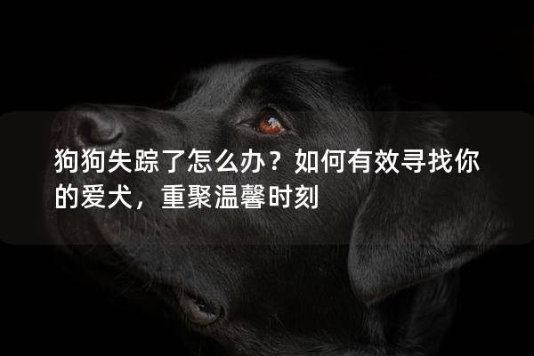 狗狗失踪了怎么办？如何有效寻找你的爱犬，重聚温馨时刻