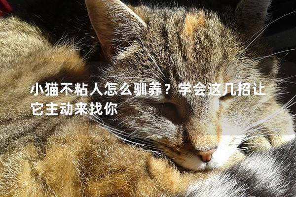 小猫不粘人怎么驯养？学会这几招让它主动来找你