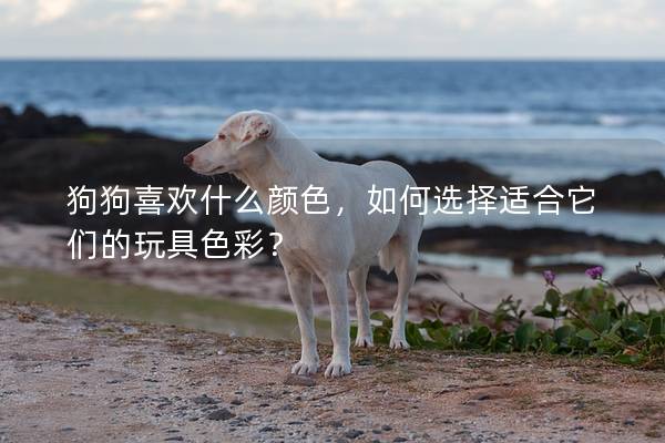 狗狗喜欢什么颜色，如何选择适合它们的玩具色彩？