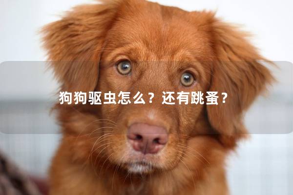 狗狗驱虫怎么？还有跳蚤？