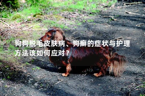 狗狗脱毛皮肤病、狗癣的症状与护理方法该如何应对？