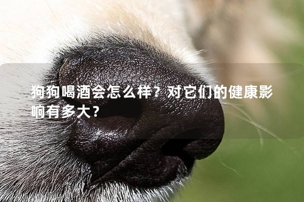 狗狗喝酒会怎么样？对它们的健康影响有多大？