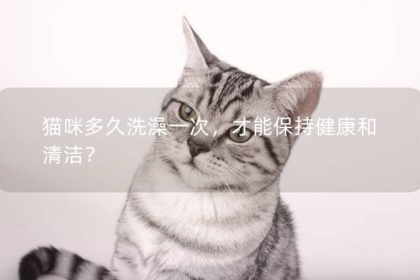 猫咪多久洗澡一次，才能保持健康和清洁？