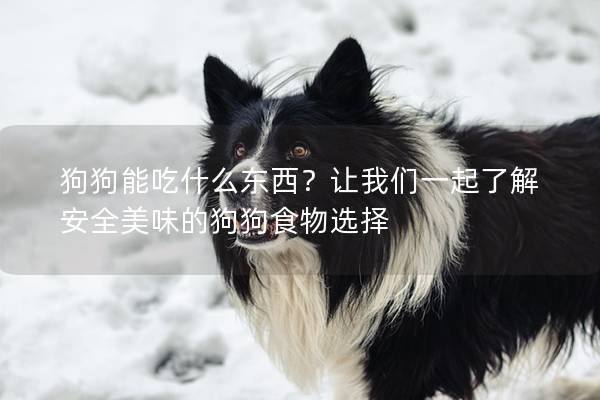 狗狗能吃什么东西？让我们一起了解安全美味的狗狗食物选择