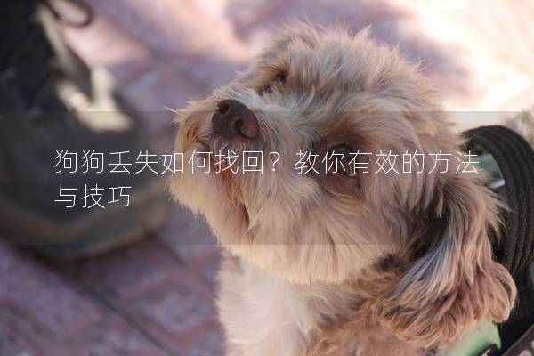 狗狗丢失如何找回？教你有效的方法与技巧