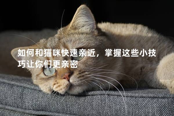 如何和猫咪快速亲近，掌握这些小技巧让你们更亲密