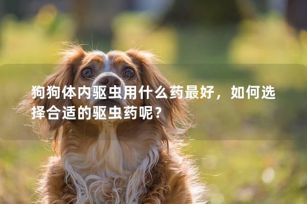 狗狗体内驱虫用什么药最好，如何选择合适的驱虫药呢？