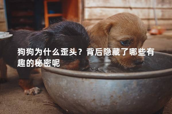 狗狗为什么歪头？背后隐藏了哪些有趣的秘密呢