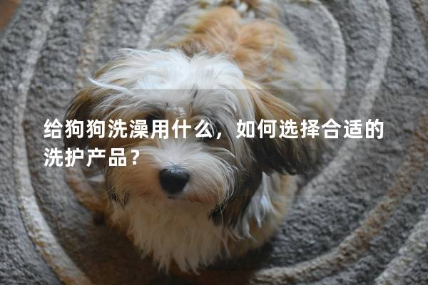 给狗狗洗澡用什么，如何选择合适的洗护产品？