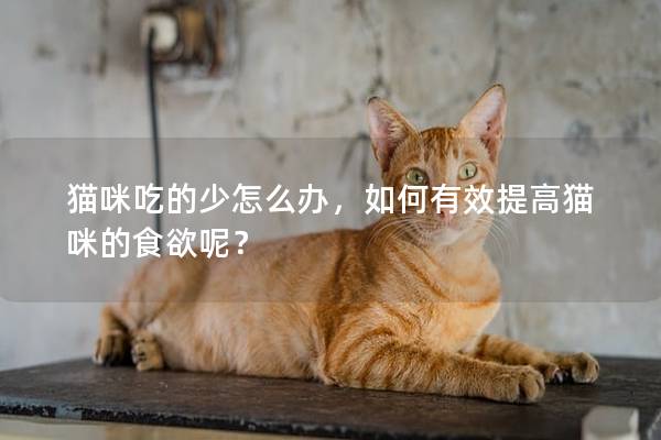 猫咪吃的少怎么办，如何有效提高猫咪的食欲呢？