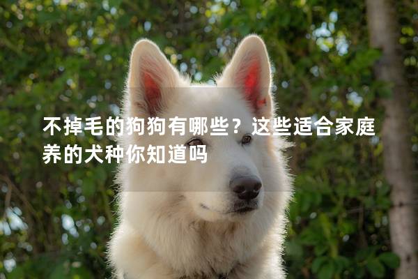 不掉毛的狗狗有哪些？这些适合家庭养的犬种你知道吗