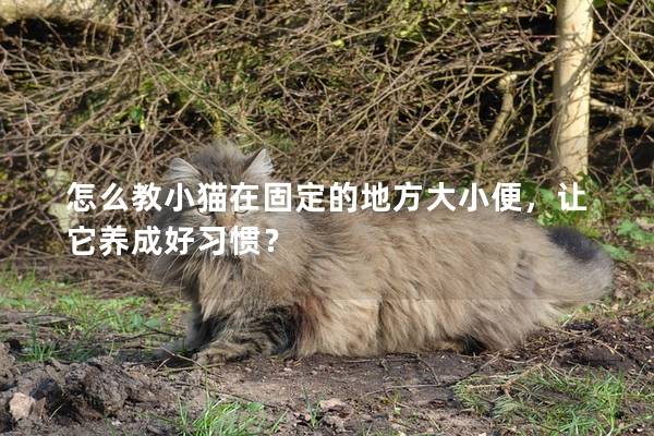 怎么教小猫在固定的地方大小便，让它养成好习惯？