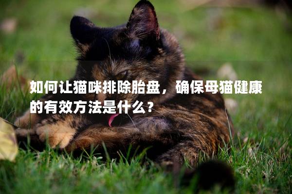 如何让猫咪排除胎盘，确保母猫健康的有效方法是什么？