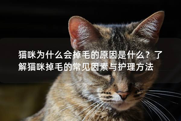 猫咪为什么会掉毛的原因是什么？了解猫咪掉毛的常见因素与护理方法