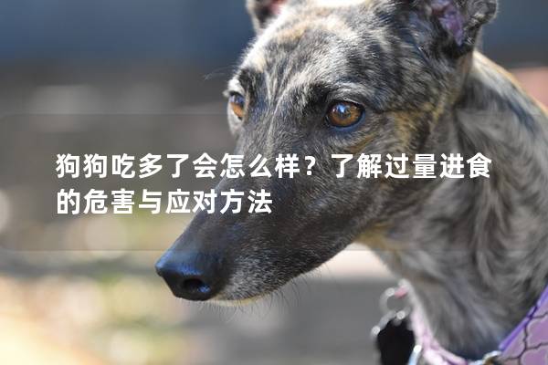 狗狗吃多了会怎么样？了解过量进食的危害与应对方法