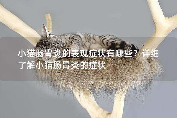 小猫肠胃炎的表现症状有哪些？详细了解小猫肠胃炎的症状