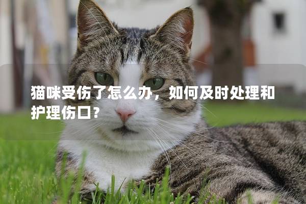 猫咪受伤了怎么办，如何及时处理和护理伤口？