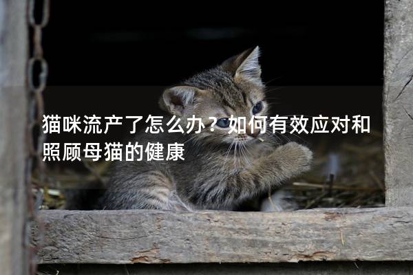 猫咪流产了怎么办？如何有效应对和照顾母猫的健康