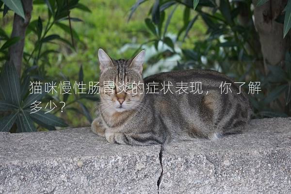 猫咪慢性肠胃炎的症状表现，你了解多少？