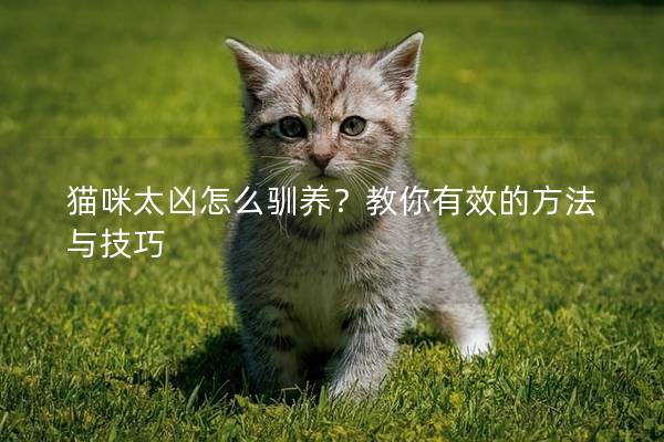 猫咪太凶怎么驯养？教你有效的方法与技巧