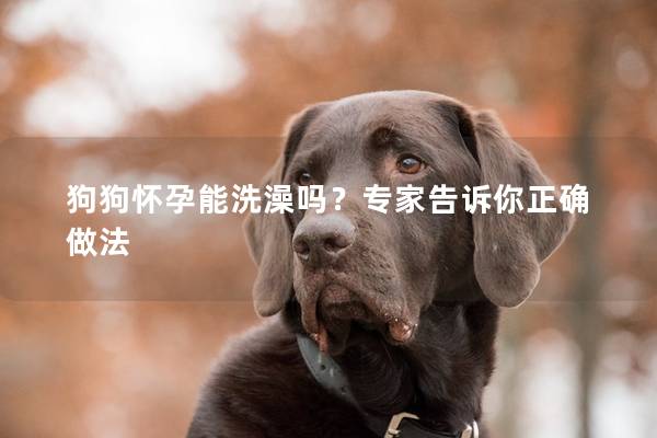 狗狗怀孕能洗澡吗？专家告诉你正确做法