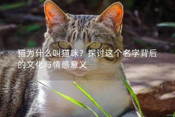 猫为什么叫猫咪？探讨这个名字背后的文化与情感意义