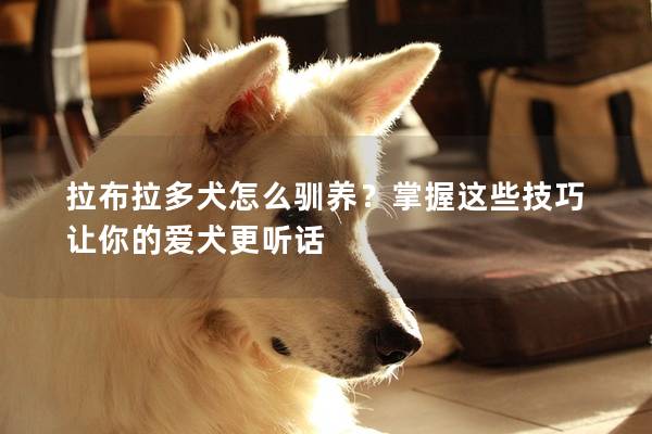 拉布拉多犬怎么驯养？掌握这些技巧让你的爱犬更听话