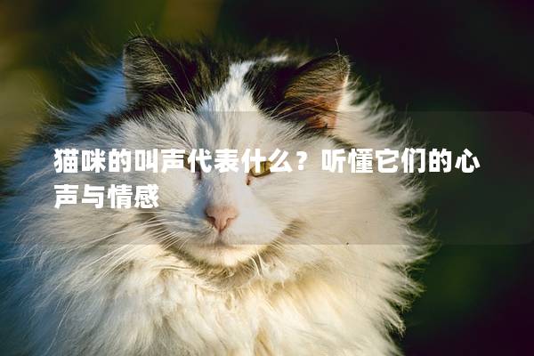 猫咪的叫声代表什么？听懂它们的心声与情感