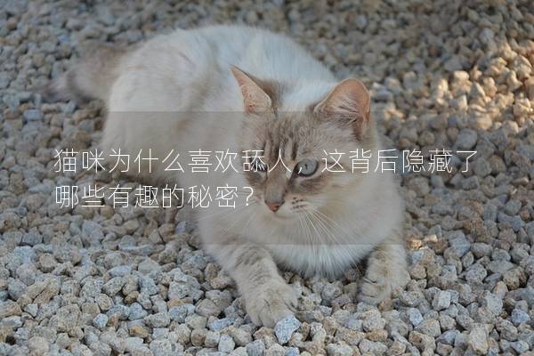 猫咪为什么喜欢舔人，这背后隐藏了哪些有趣的秘密？