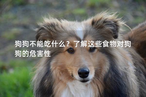 狗狗不能吃什么？了解这些食物对狗狗的危害性