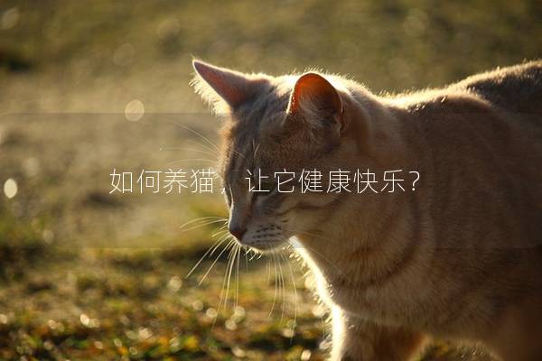 如何养猫，让它健康快乐？