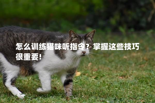 怎么训练猫咪听指令？掌握这些技巧很重要!