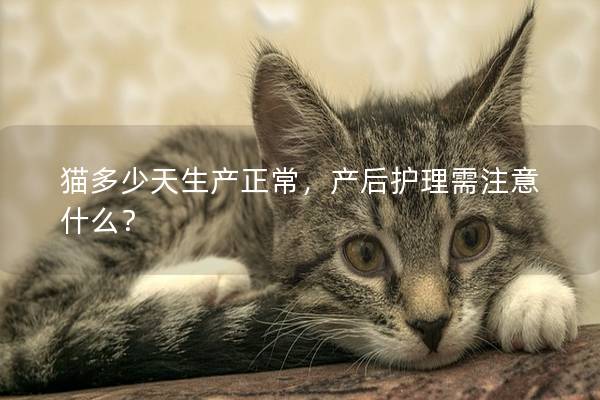 猫多少天生产正常，产后护理需注意什么？