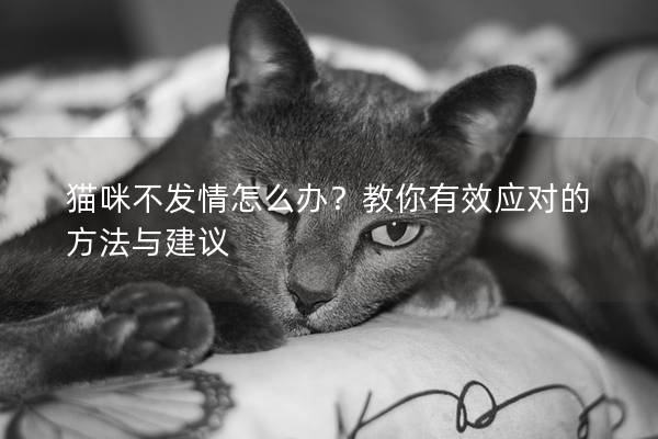 猫咪不发情怎么办？教你有效应对的方法与建议