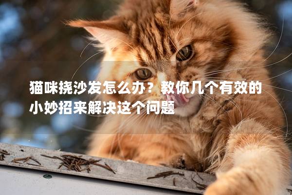 猫咪挠沙发怎么办？教你几个有效的小妙招来解决这个问题