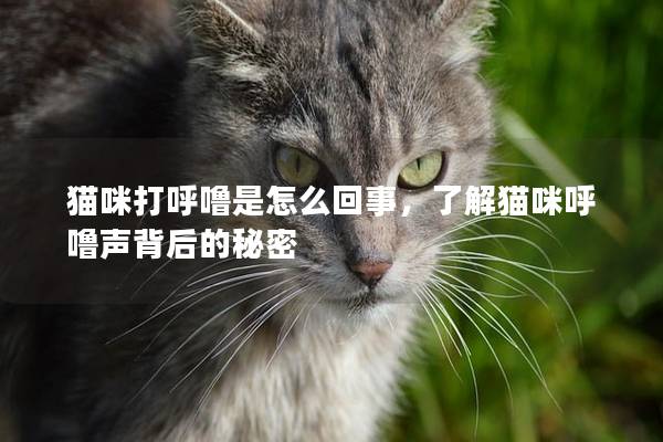 猫咪打呼噜是怎么回事，了解猫咪呼噜声背后的秘密