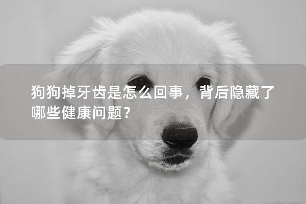 狗狗掉牙齿是怎么回事，背后隐藏了哪些健康问题？